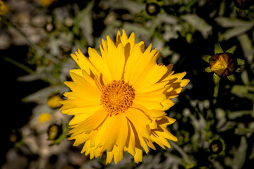 yellow flower in the garden