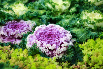 Ornamental coloured cabbage with purple, white and green center. Selective focus