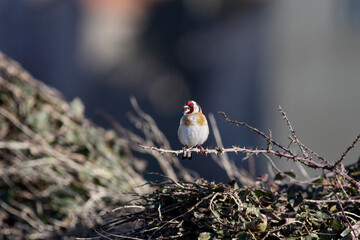 Perched goldfinch singing