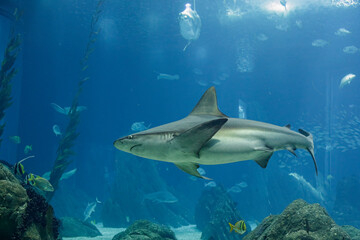 Fototapeta na wymiar Aquarium shark passing by