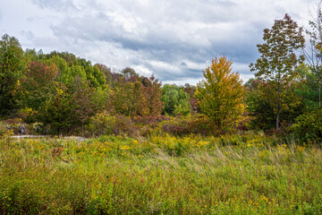 Catskills Field