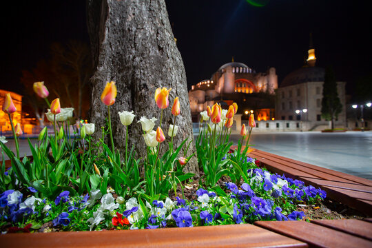 Hagia Sophia And Tulip Gardens , Evening Aesthetic Photos