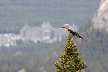 Clarks Nutcracker  Banff National Park Kanada
