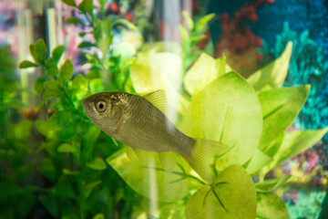 Carp swim among the algae in the aquarium.