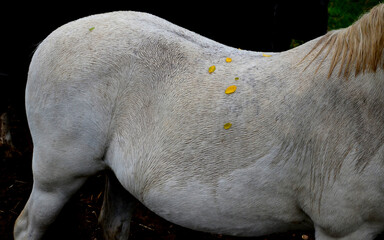 The horses on the pasture in the paddock are curious. they have a halter with a carabiner and a...
