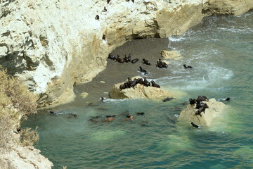 The Punta Loma Wildlife Reserve, with its colony of sea lions, is located 17 kilometers from the urban center of Puerto Madryn. Its most significant biological value is the colony of sea lions