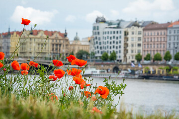 In the summer, on a sunny day, poppies bloom near the embankment in Prague.