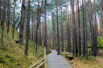 Wooden way in the pine forest. Selective focus