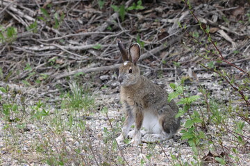Naklejka na ściany i meble Mountain Hare (Lepus timidus) Jasper National Park Kanada