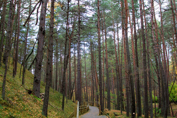 Obraz premium Wooden way in the pine forest. Selective focus
