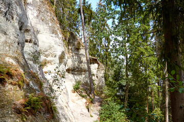 A White rock with pine forest on the top. Selective focus