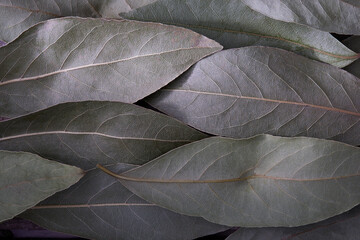 Obraz premium Background of several bay leaves