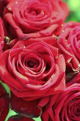 close up of red roses