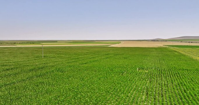 Konya Province Turkey Aerial v4 low level drone flyover katrancı cultivated farmland capturing landscape of beautiful sunflower fields on a sunny day in summer - Shot with Mavic 3 Cine - July 2022