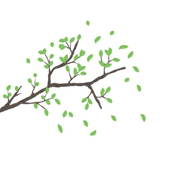 A tree branch with green leaves on a transparent background. PNG graphics. An element of the artwork design.