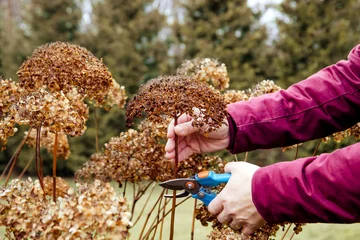 Foto auf Leinwand Person cut old hydrangeas flowers down before the Winter. Autumn home gardening work concept. © FotoHelin