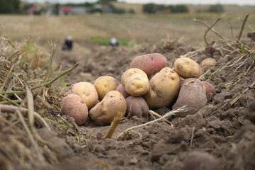 Newly dug multicolored potatoes in a family farm field