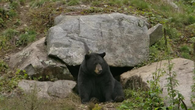 black bear sitting in front of den looks around slomo