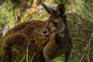 Naklejka na ściany i meble Female western grey kangaroo (Macropus fuliginosus), Perth, Australia
