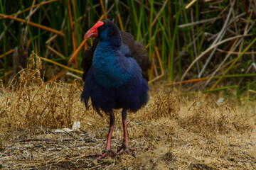 Australasian swamphen (Porphyrio melanotus) with blue plumage and red beak in Western Australia