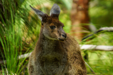 Female western grey kangaroo (Macropus fuliginosus), Perth, Australia - obrazy, fototapety, plakaty