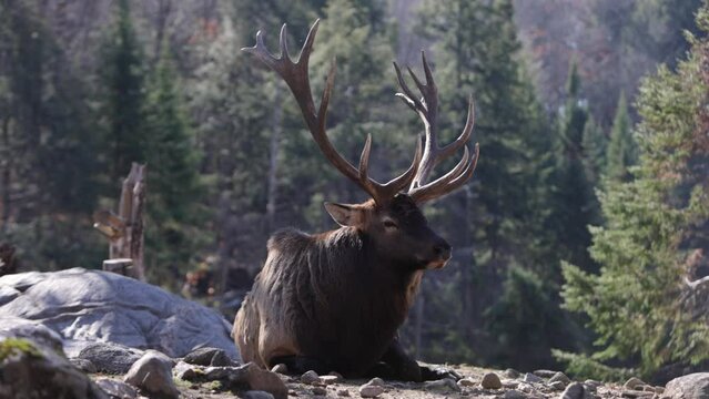 elk bull laying on sunny rocks while autumn leaves fall during rutting season