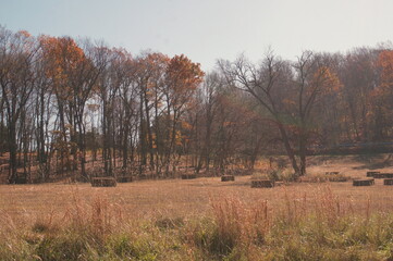 Rectangular Bales of Hay on Gently Sloping Field Bordered by Trees in Late Fall