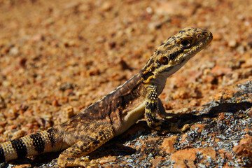 Close-up of an ornate dragon lizard  (Ctenophorus ornatus) on granite rocks, Western Australia
