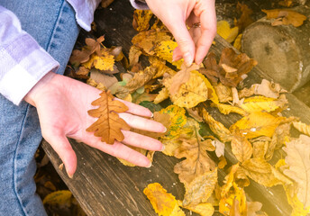 Autumn leaves in Pretty Hipster girl hands.  Beautiful autumn yellow forest at the wooden timber background.