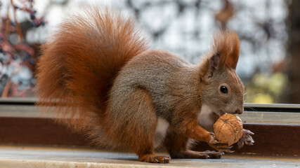Rotes Eichhörnchen