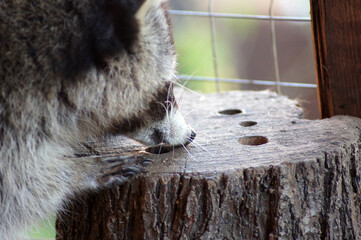 Waschbär als Haustier bei der Futtersuche