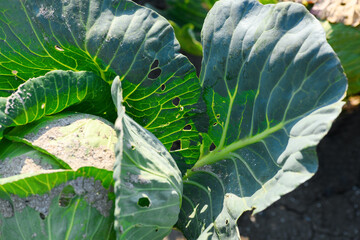 Cabbage sprinkled with ash, lime. Eaten cabbage by caterpillars and pests. Pest control concept