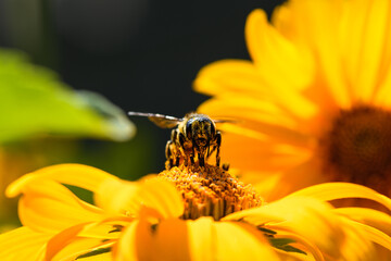 Bee and flower. Close up of a large striped bee collecting pollen on a yellow flower on a Sunny  day. Summer and spring backgrounds