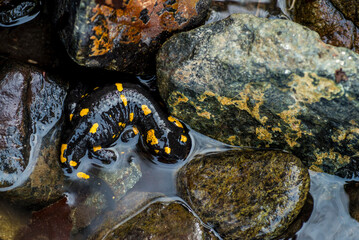 Fire salamander in the water