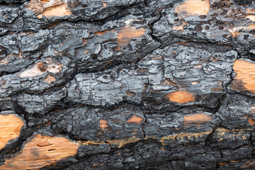 Burnt tree trunk after a forest fire in Avila, Spain