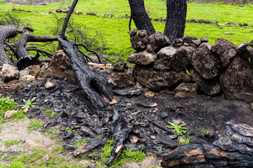 Burnt tree trunk after a forest fire in Avila, Spain