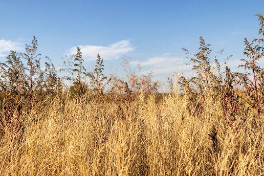 dried meadows, in the autumn season.