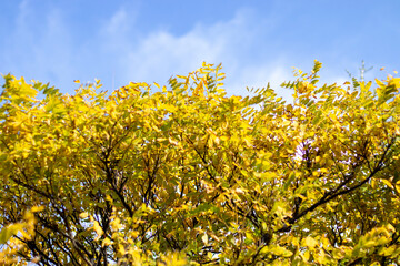 Fototapeta premium yellow leaves on tree, against the sky background