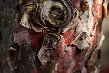 bark of a tree