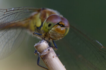 Female Common darter (Sympetrum striolatum)