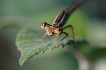 Fototapeta premium Immature White featherleg (Platycnemis latipes)