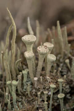 Chrobotek strzępiasty, cladonia fimbriata,
