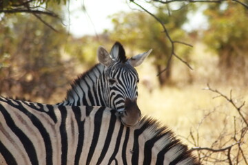 Fototapeta na wymiar Zebra Head