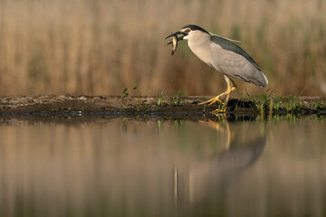 Black-crowned night heron (Nycticorax nycticorax)
