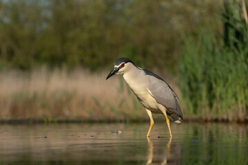 Black-crowned night heron (Nycticorax nycticorax)