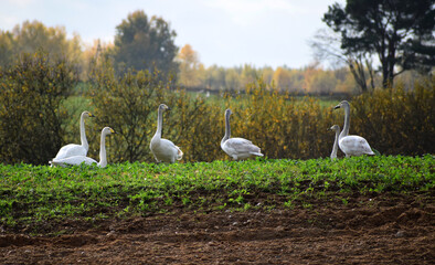wild geese in autumn