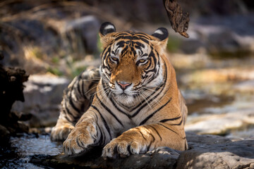ranthambore wild male bengal tiger or panthera tigris tigris extreme closeup Fine art portrait at...