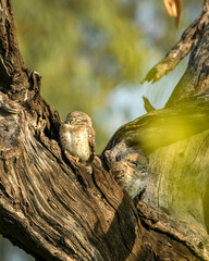spotted owlet or Athene brama owl bird pair perched on branch in natural green background at forest of central india asia