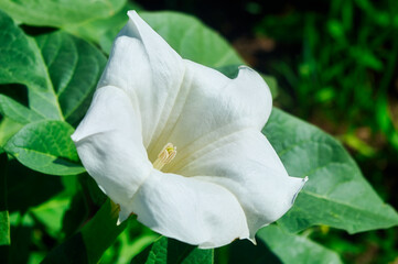 Fototapeta na wymiar Datura, a beautiful white flower with an unusual bud shape, delicate white petals among juicy greenery, photographed close-up
