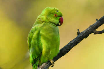 Psittacula krameri or Rose ringed parakeet or ring necked parakeet a parrot portrait inn natural green background at keoladeo national park or bharatpur bird sanctuary rajasthan india asia